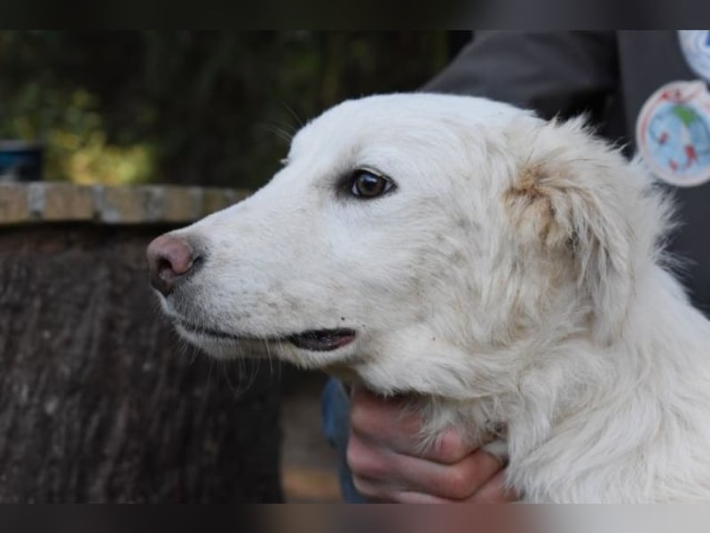 Sterling - So jung und so chancenlos ...