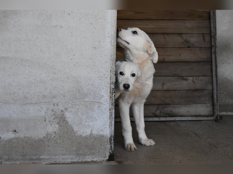 Roderico - Für diese traurige Geschicht...
