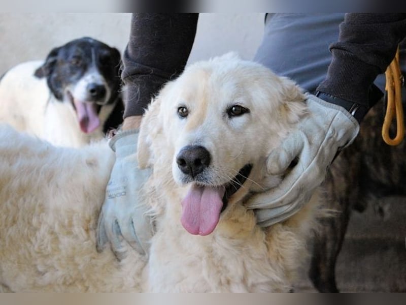 Imeria - Vielleicht bin ich dein leises Ja?