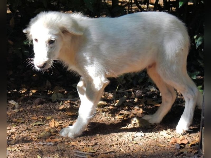 Cedro - Verständnis, Liebe & Geduld!