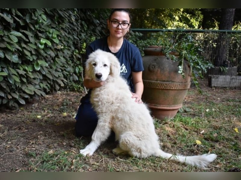Leofric - Kleiner Löwe hat Großes vor