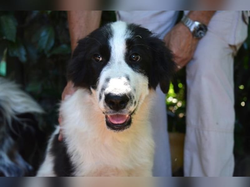 Lambertino - Pünktchen möchte nach Hause