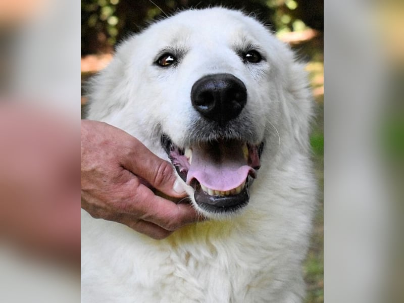 Ariotte - Weiße Schönheit liebt Menschen und sucht Dich!