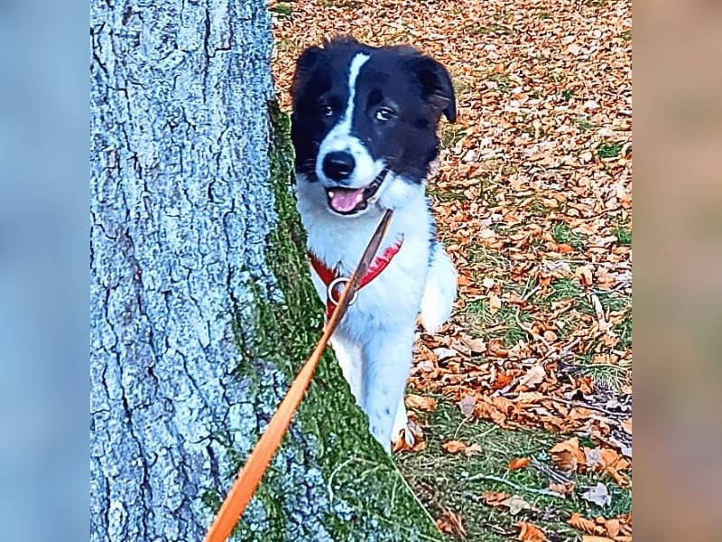 Uriel -  Zeigst du mir den Weg?