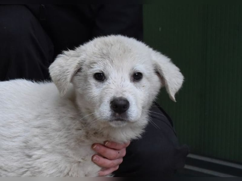Harlan - So kleine Herzen...