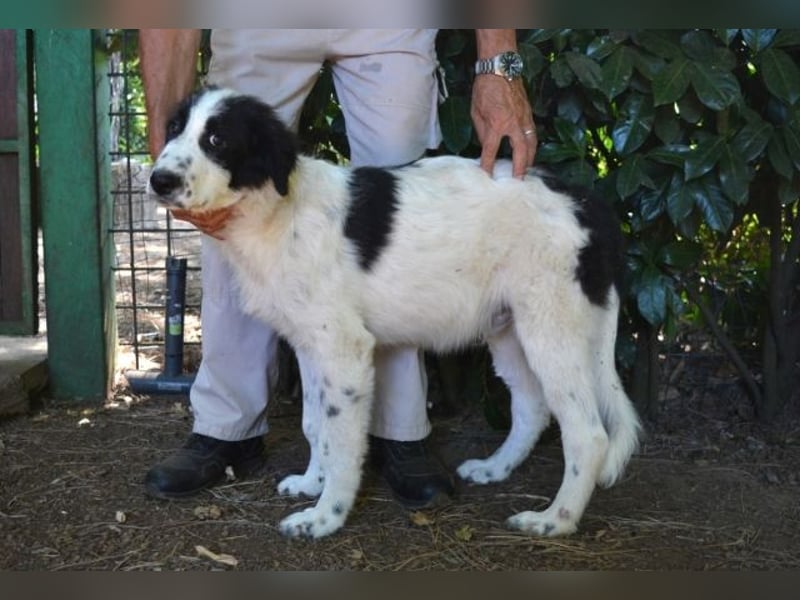 Lambertino - Pünktchen möchte nach Hause