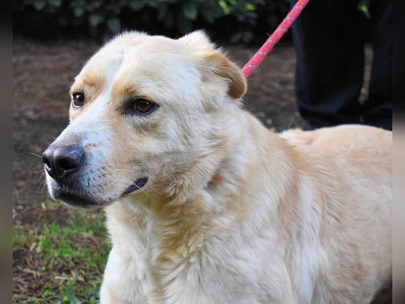 Admeto - Nur ein Wunsch: endlich nach Hause!