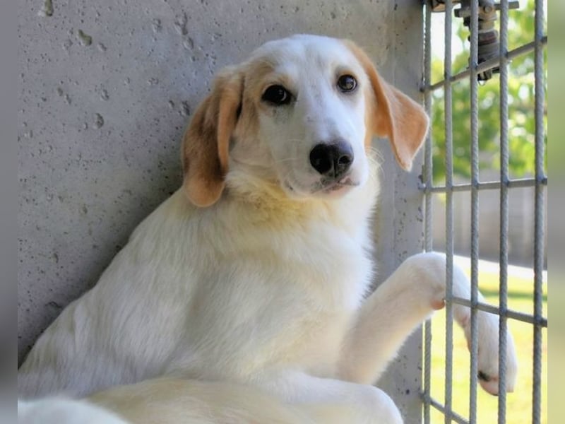 Briselda - Von Sinnen