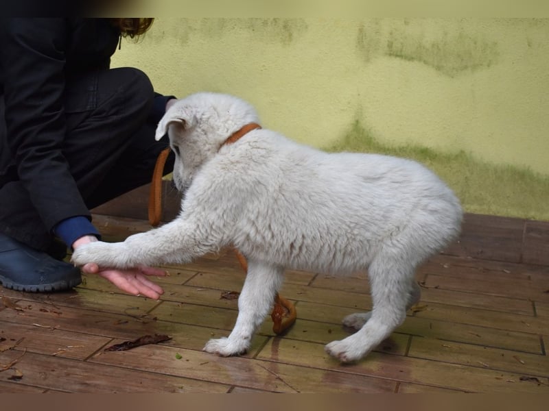 Hectorin - So kleine Herzen...