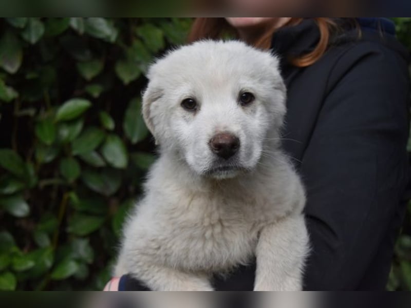 Hirion - So kleine Herzen...