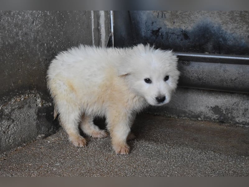 Clyro - SOS - Weiß jemand, was aufpassen eigentlich heißt ?