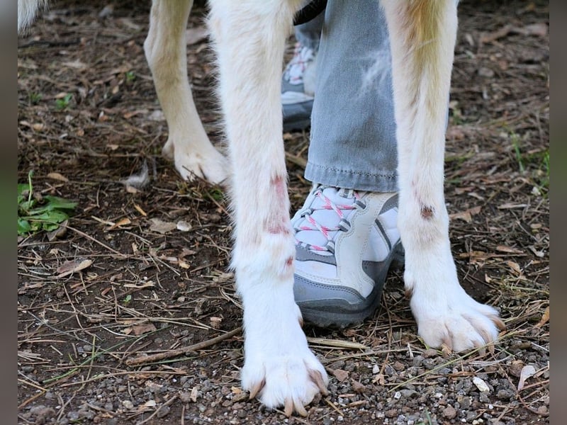 Talete - NOTFALL - Wenn man ehrlich ist