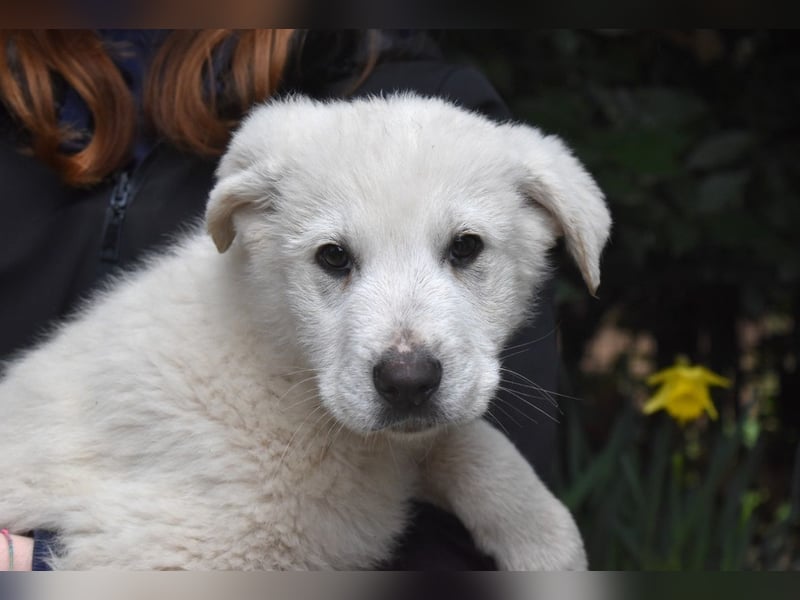 Hectorin - So kleine Herzen...