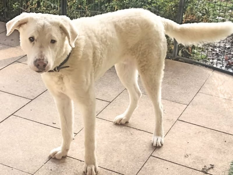 Boss - So viel Abenteuerliches...