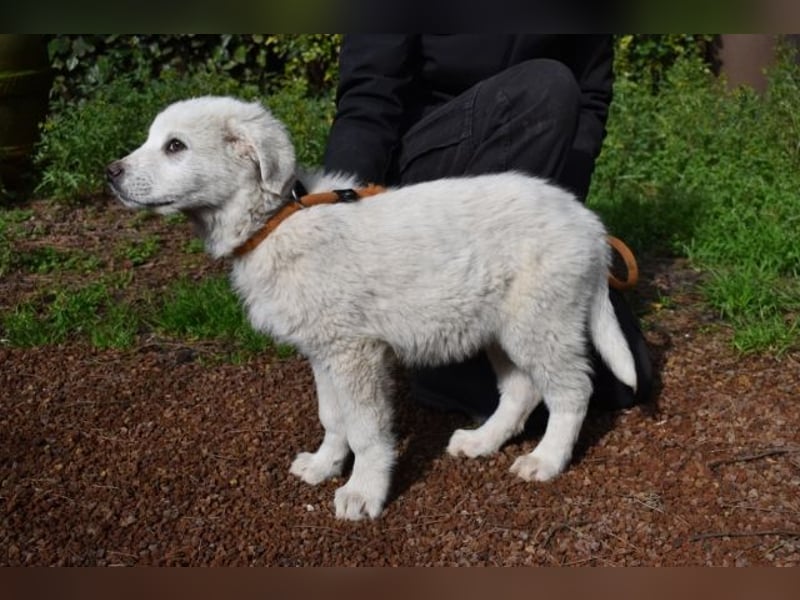 Hirion - So kleine Herzen...