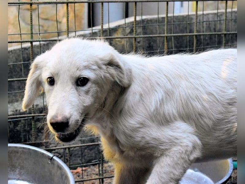 Radulf - Weiß, klug und wunderschön