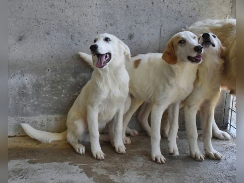 Barry - Vertrauen will gelernt sein.....