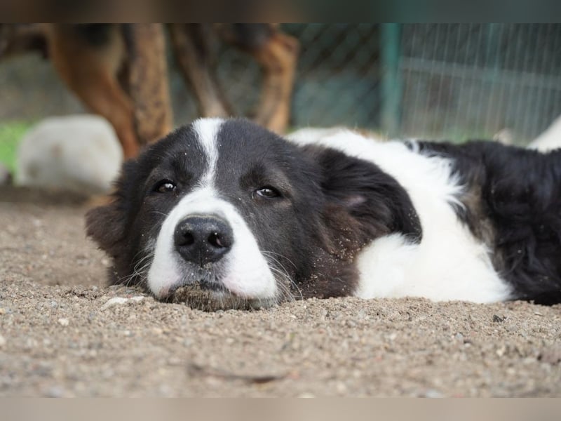 Uriel -  Zeigst du mir den Weg?