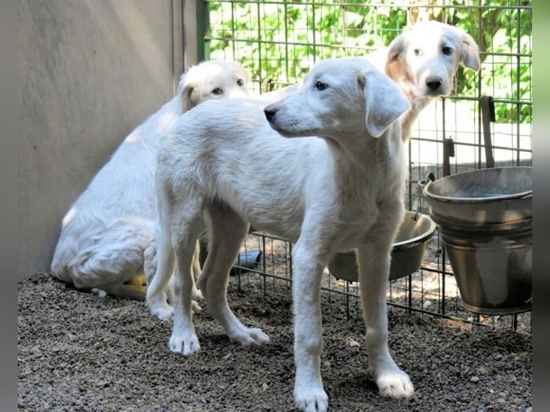 Ravelyn - Weiß, klug und wunderschön