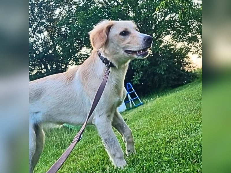 Neve - vorsichtig, anhänglich und bereit zu vertrauen