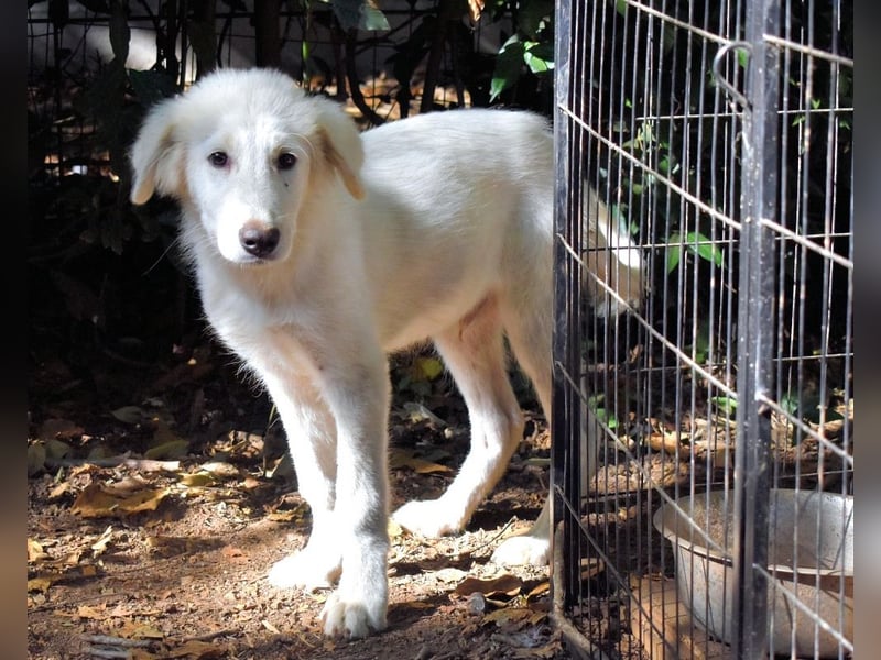 Cedro - Verständnis, Liebe & Geduld!