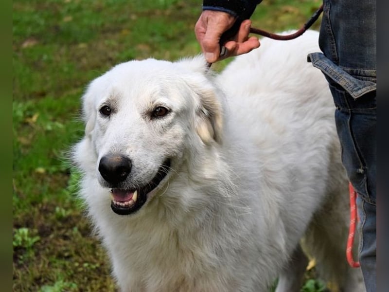 Ariotte - Weiße Schönheit liebt Menschen und sucht Dich!