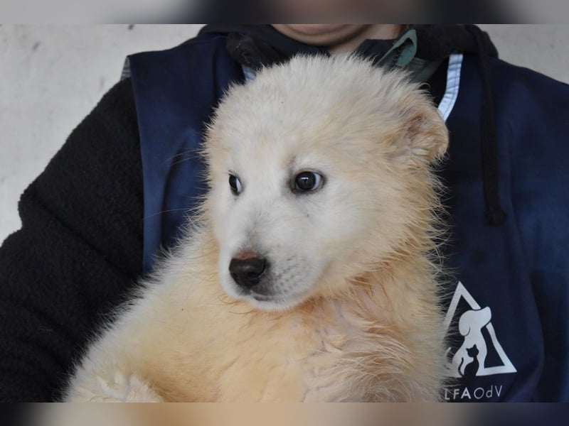 Cairox - SOS - Weiß jemand, was aufpassen eigentlich heißt?