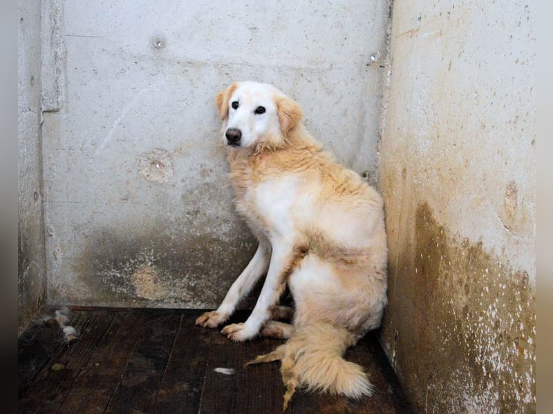 Frieder - Gibt es ein Leben jenseits von Schmerz und Einsamkeit?