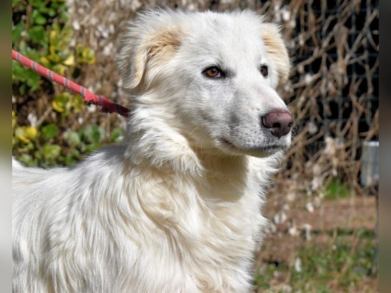 Heathon - sucht die Liebe seines Lebens