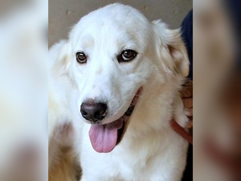 Habriel - weiß, es wird einmal ein Wunder gescheh'n