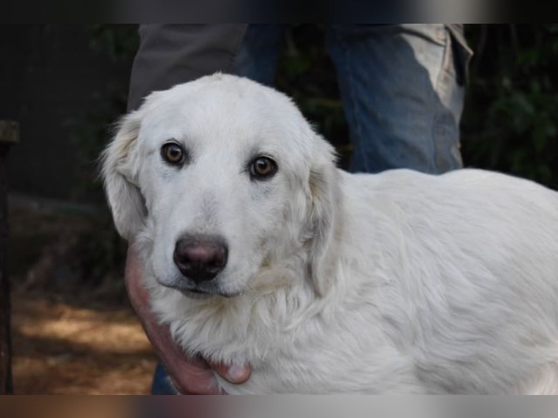 Sylvain - So jung und so chancenlos ...