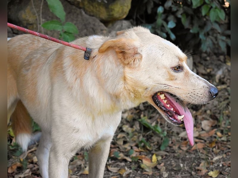 Admeto - Nur ein Wunsch: endlich nach Hause!