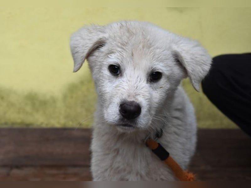 Harlan - So kleine Herzen...