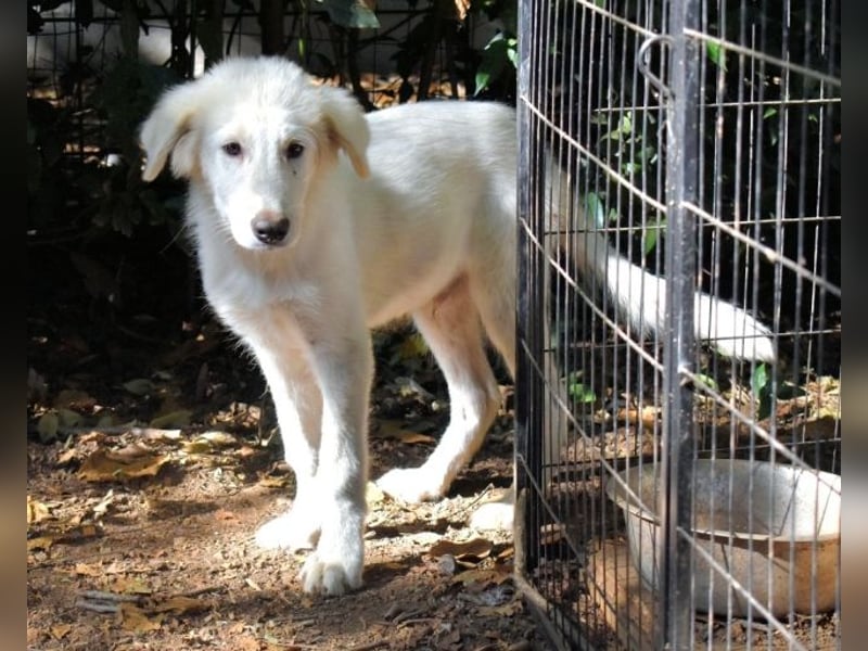 Cedro - Verständnis, Liebe & Geduld!
