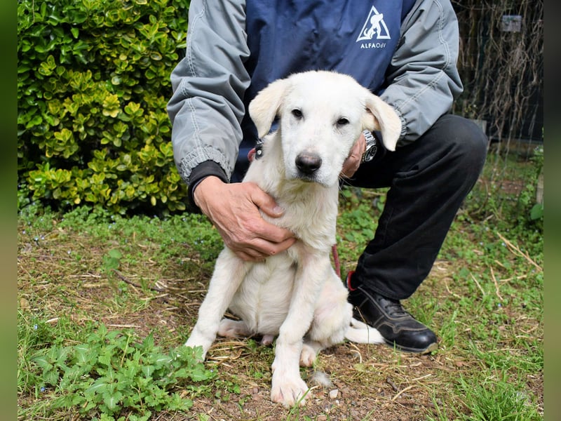 Hectorin - So kleine Herzen...