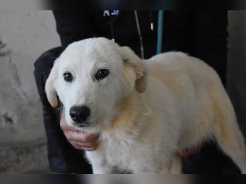 Ryther - Für diese traurige Geschicht...