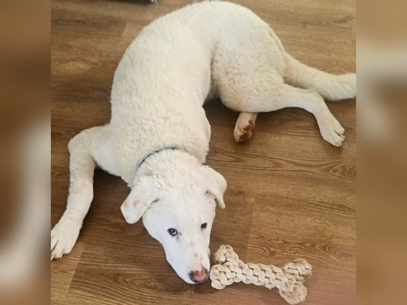 Boss - So viel Abenteuerliches...