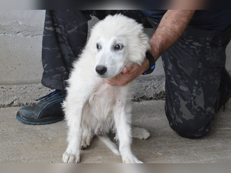 Garth - Kannst du machen, dass es nicht so lange dauert?
