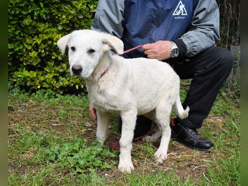 Hectorin - So kleine Herzen...