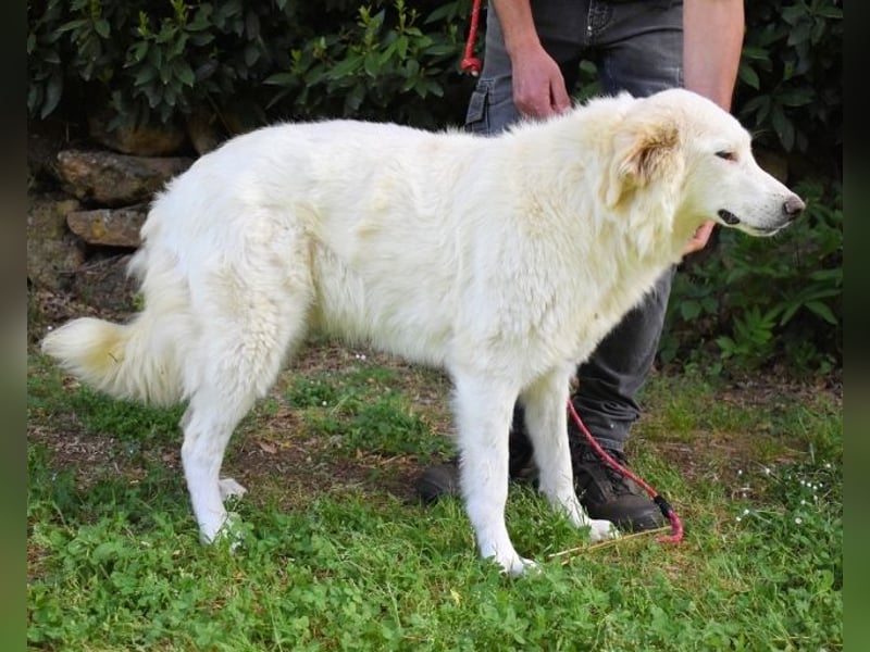 Kandie - Allein im Grau