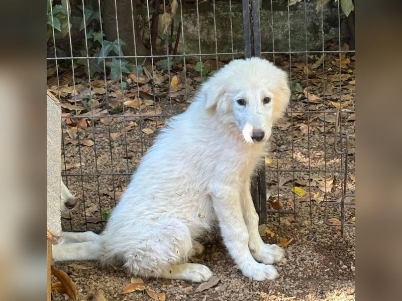 Cedro - Verständnis, Liebe & Geduld!