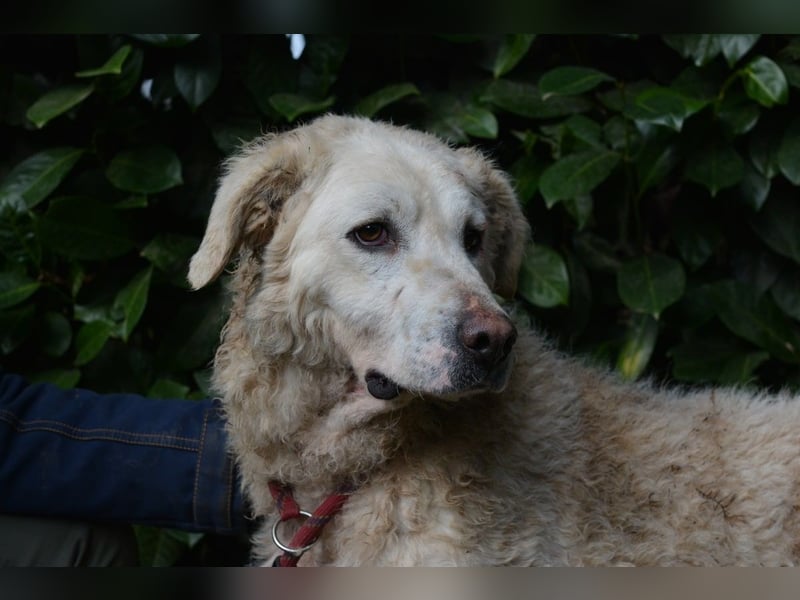 Generosa - Ein Adler bleibt ein Adler...