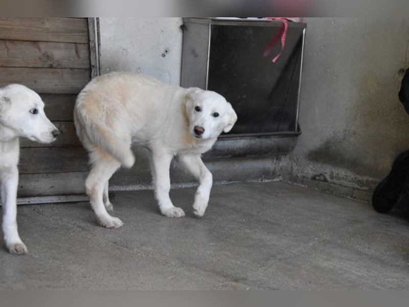 Rionel - Für diese traurige Geschicht...