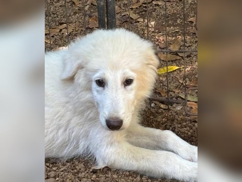 Cedro - Verständnis, Liebe & Geduld!
