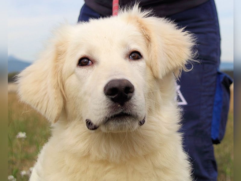 Garth - Kannst du machen, dass es nicht so lange dauert?