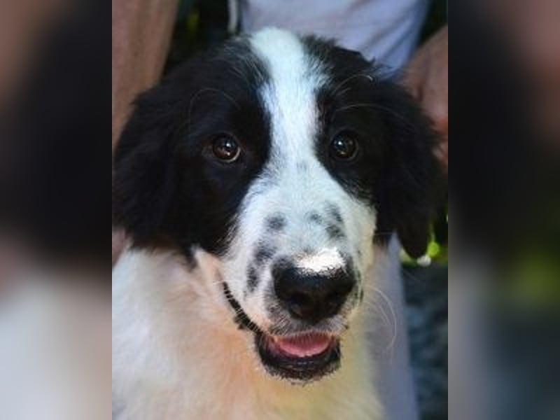 Lambertino - Pünktchen möchte nach Hause