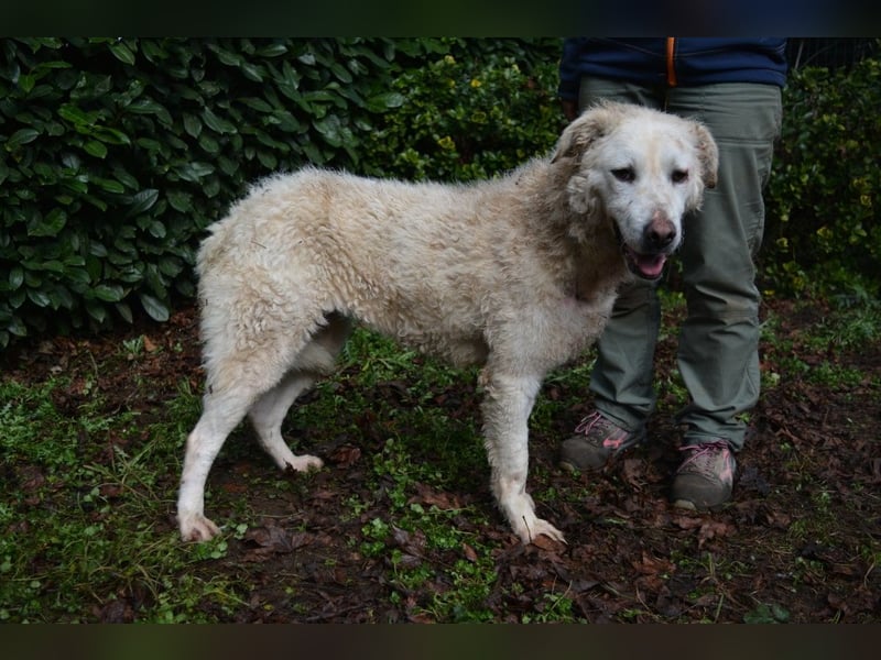 Generosa - Ein Adler bleibt ein Adler...