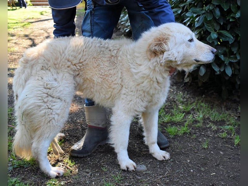 Fyona - Hell wie das Licht