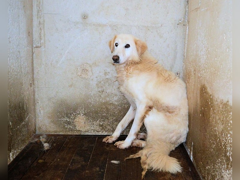 Frieder - Gibt es ein Leben jenseits von Schmerz und Einsamkeit?