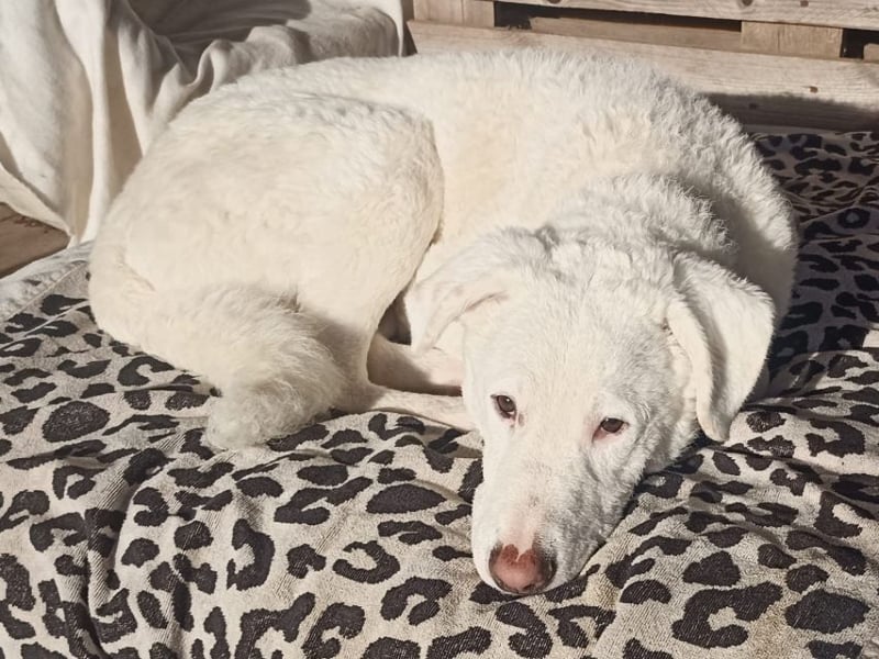 Boss - So viel Abenteuerliches...